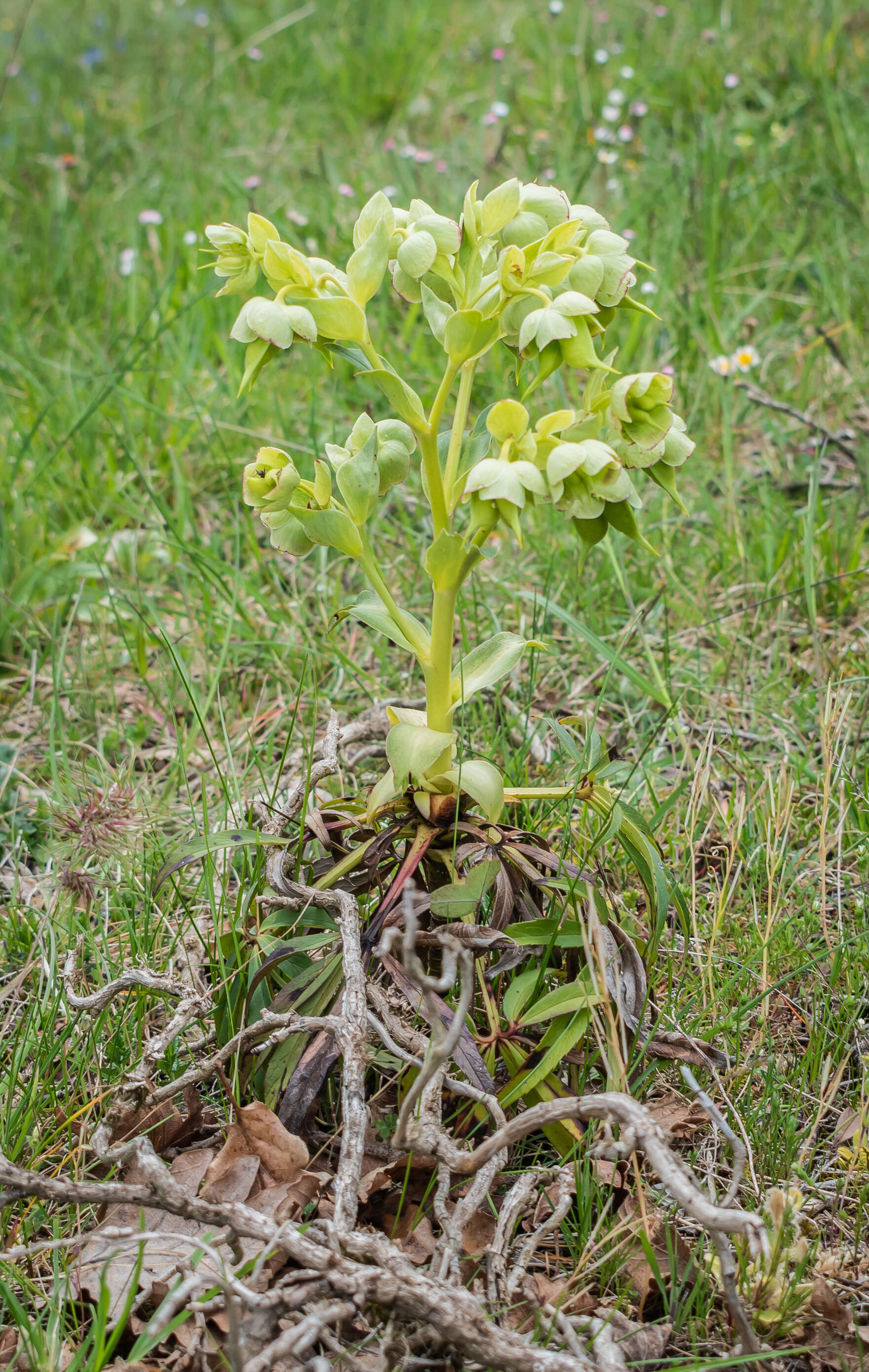 Image of Stinking Hellebore