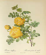 Image of Rosa hemisphaerica J. Herrm.