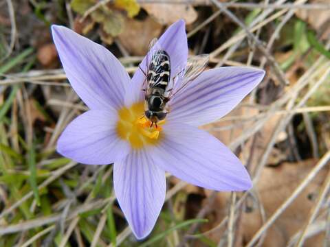 Imagem de Scaeva pyrastri (Linnaeus 1758)