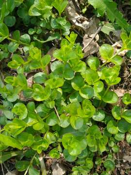 Слика од Lysimachia nummularia L.