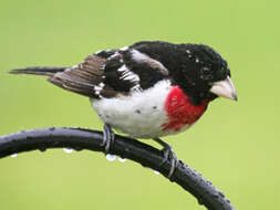 Image of Rose-breasted Grosbeak