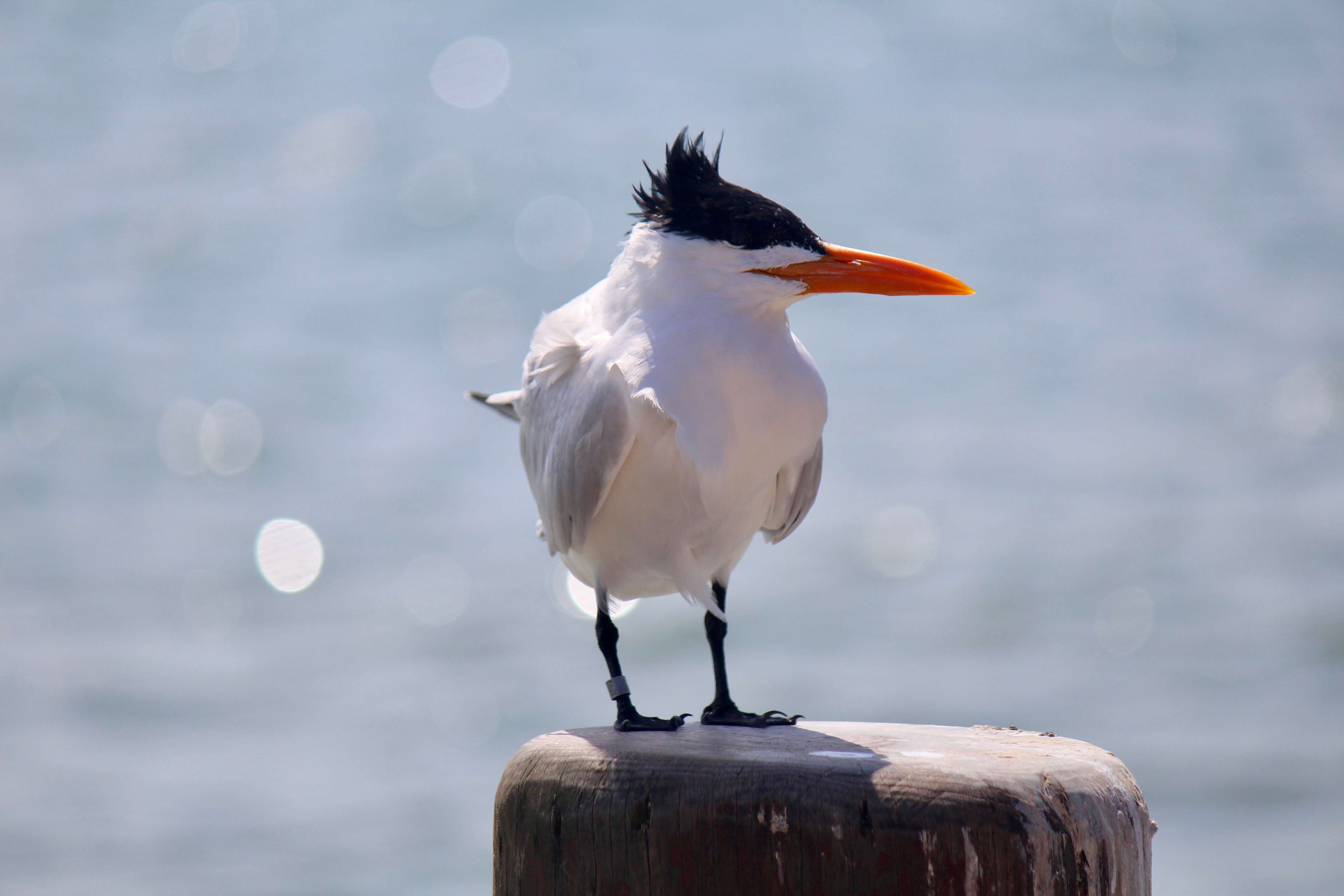 Image of Royal Tern