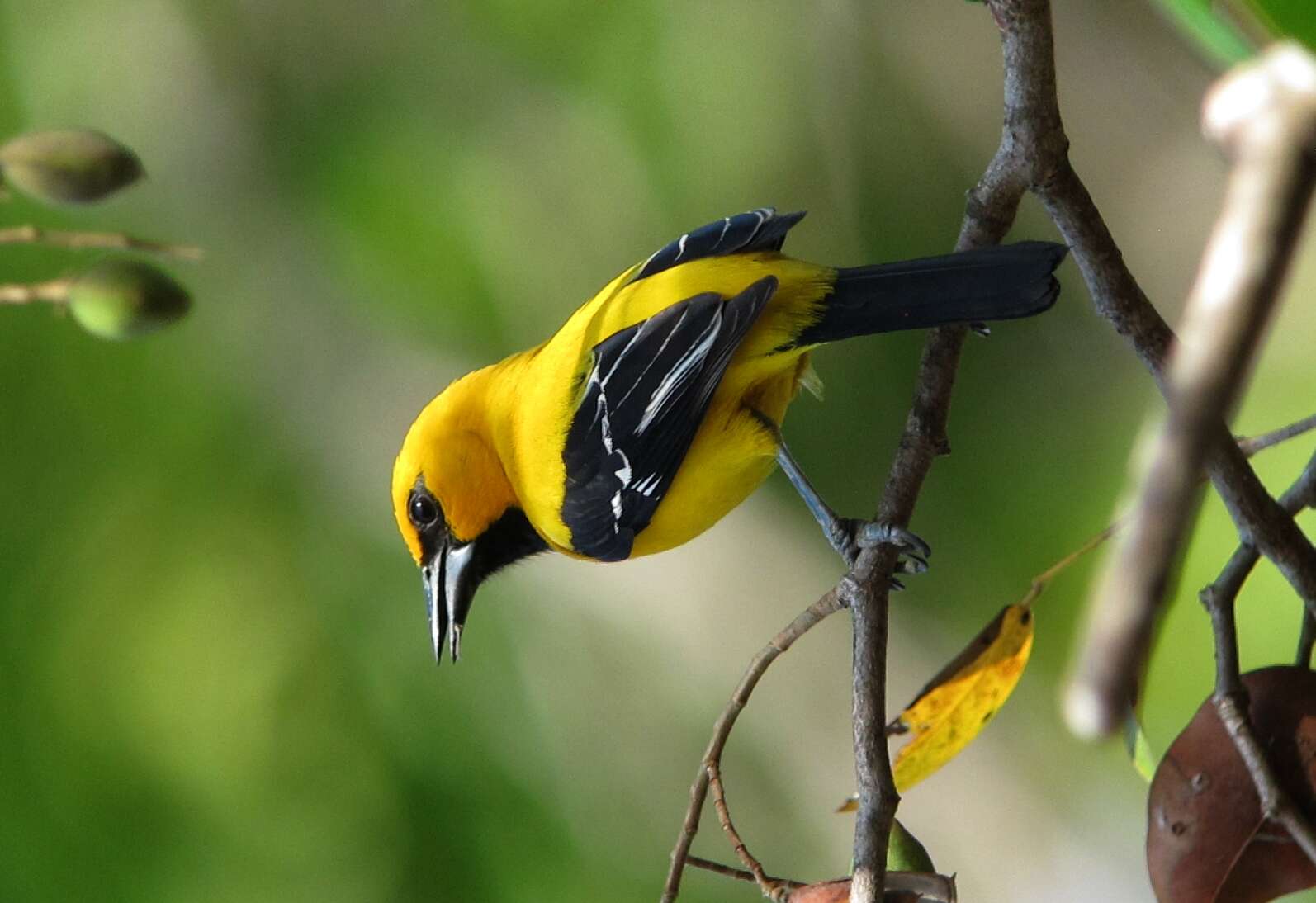 Imagem de Icterus nigrogularis (Hahn 1819)