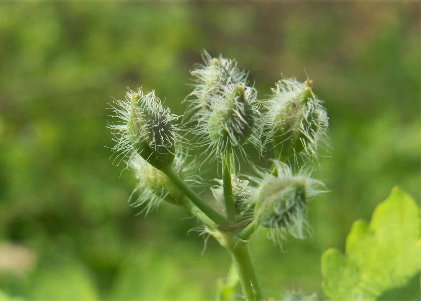 Image of celandine