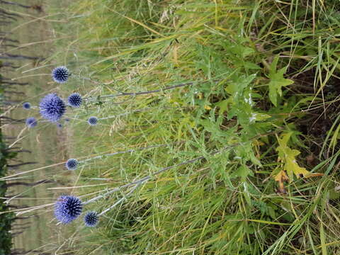 Image of Echinops bannaticus Rochel ex Schrad.