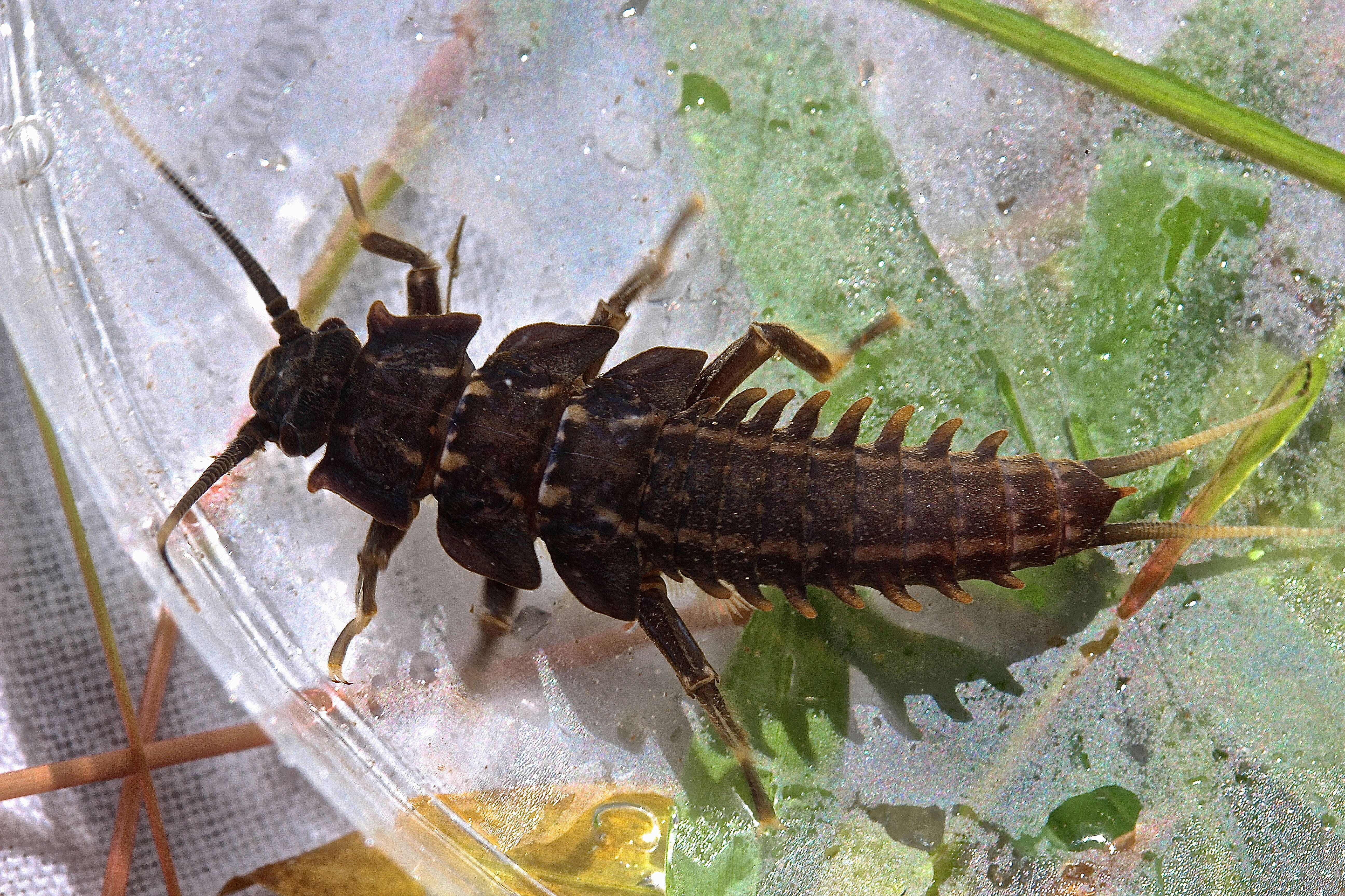 Image of Knobbed Salmonfly