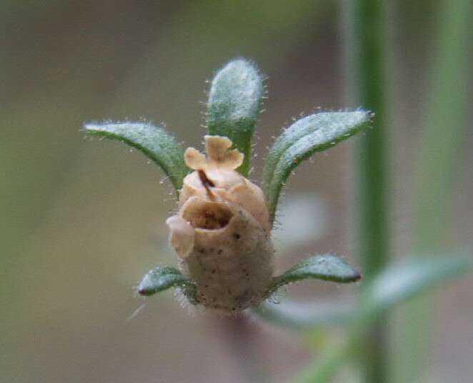 Image of dwarf snapdragon