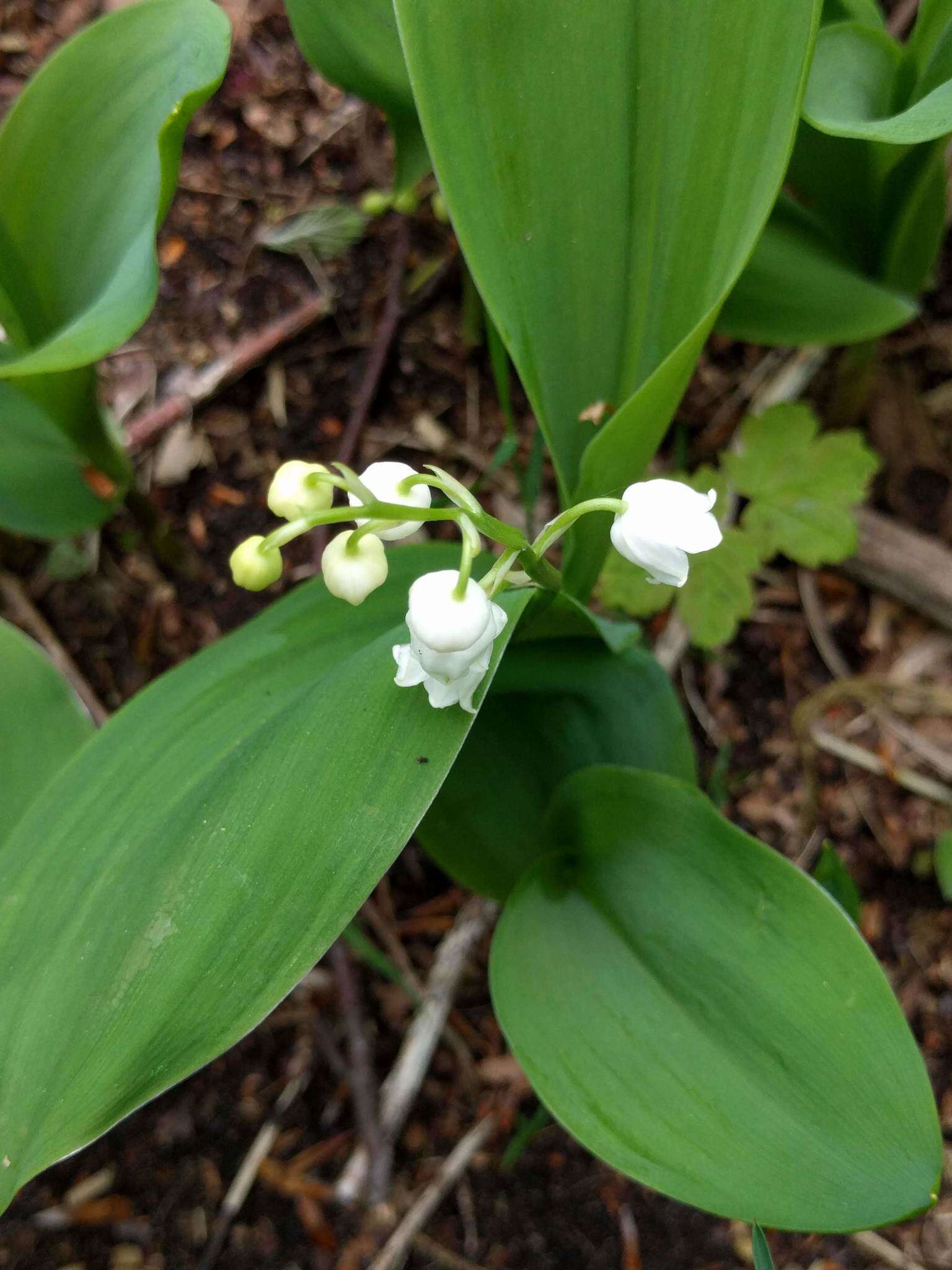 Image of convallaria