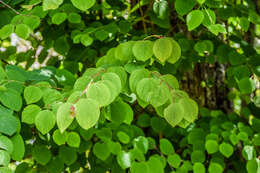 Image of katsura tree family