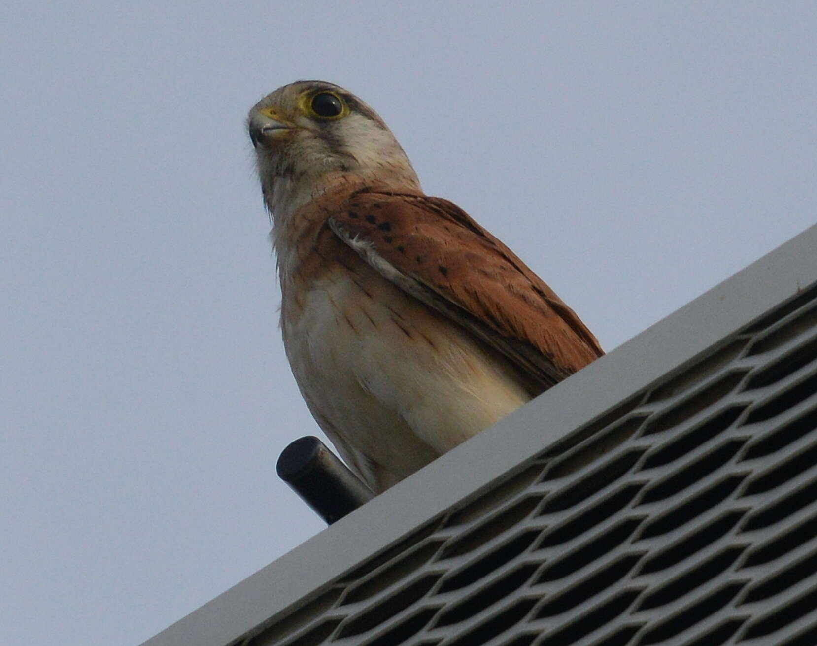 Image of Australian Kestrel