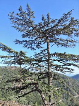 Image of Cyprus Cedar