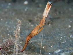 صورة Solenostomus leptosoma Tanaka 1908