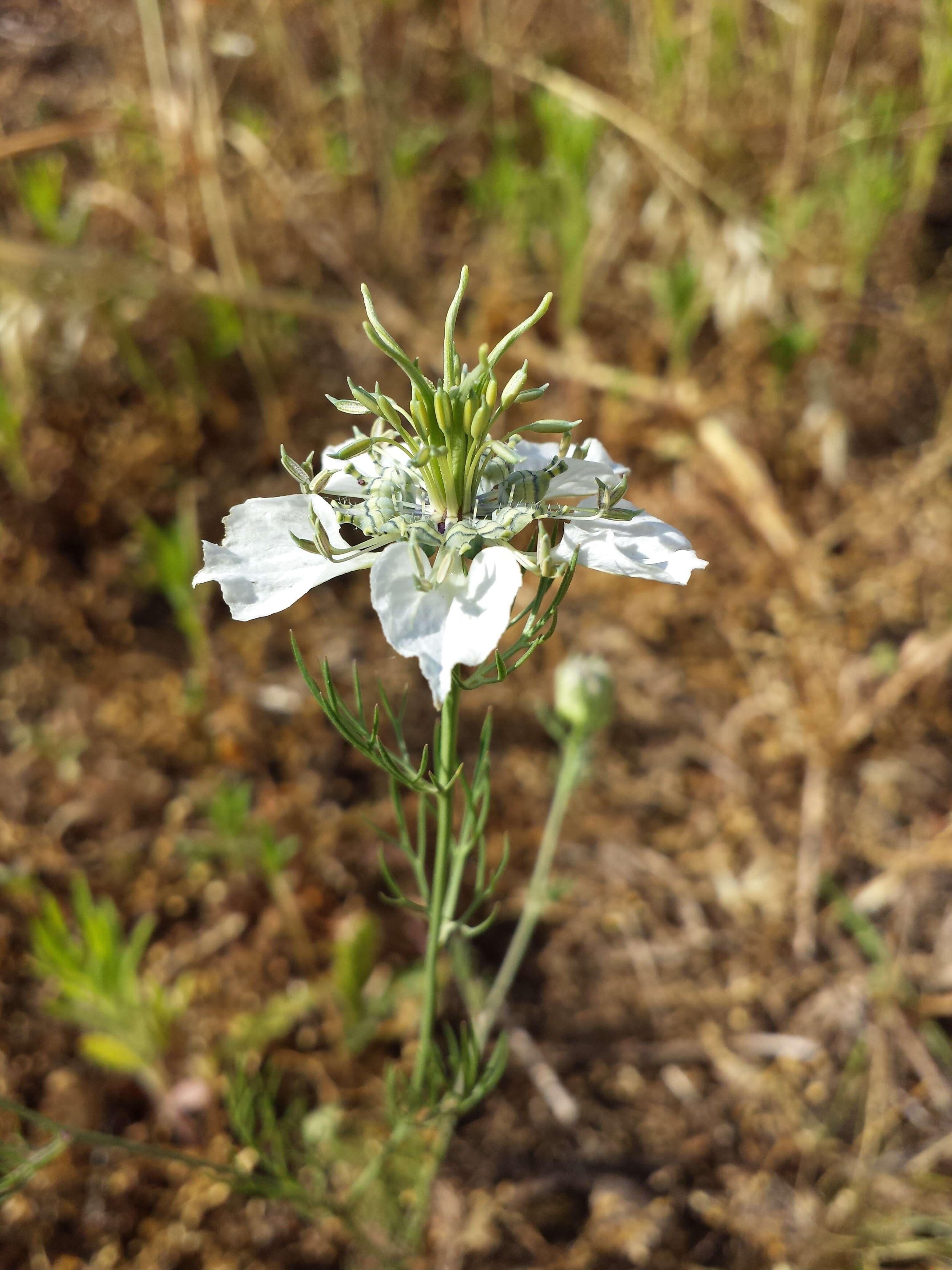 Nigella arvensis L. resmi