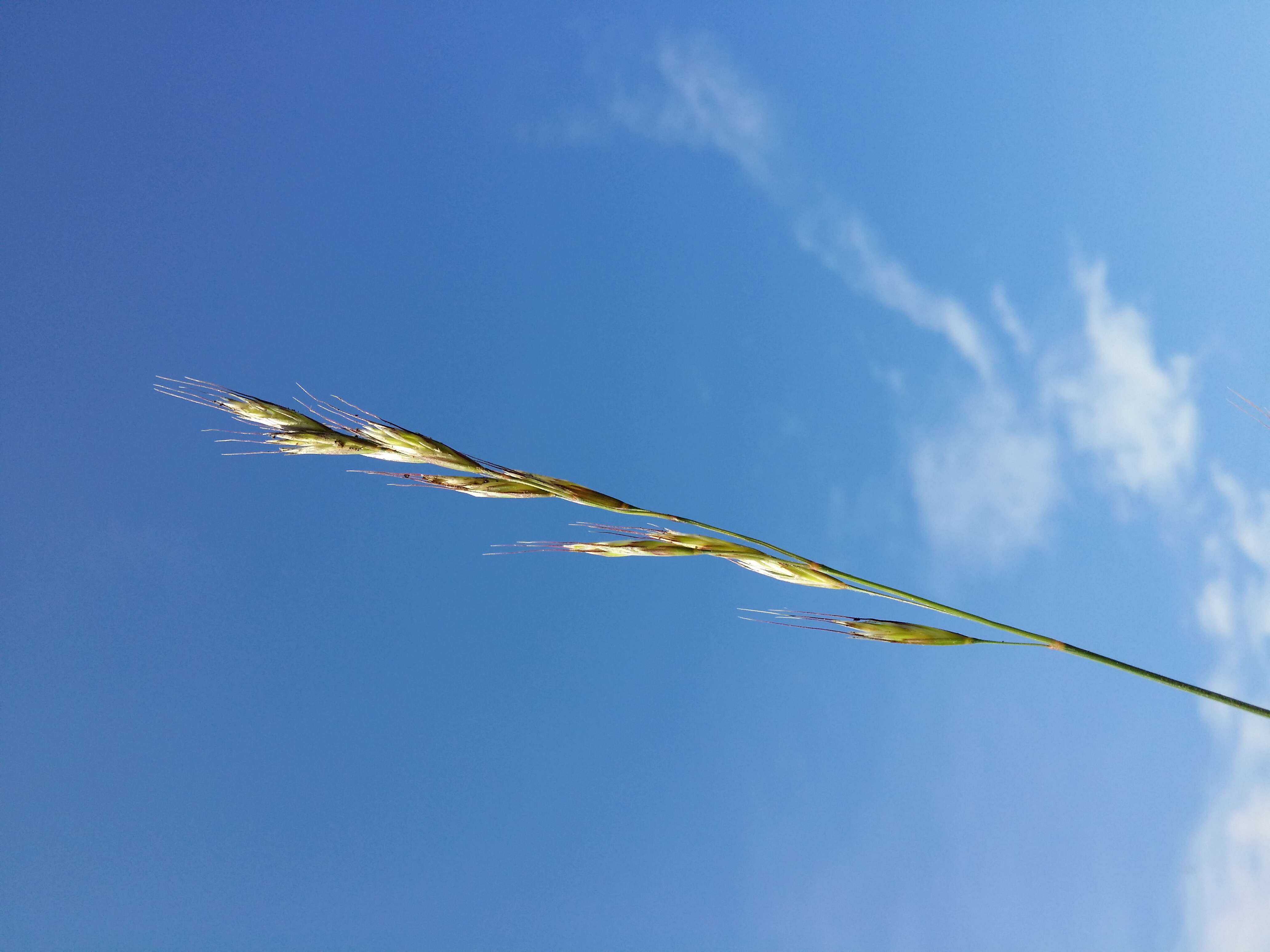 Plancia ëd Helictochloa pratensis (L.) Romero Zarco