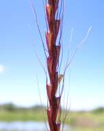 Image of Australian fingergrass