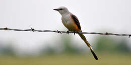 Image of Scissor-tailed Flycatcher