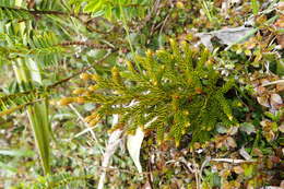 Image of Austrolycopodium fastigiatum (R. Br.) Holub