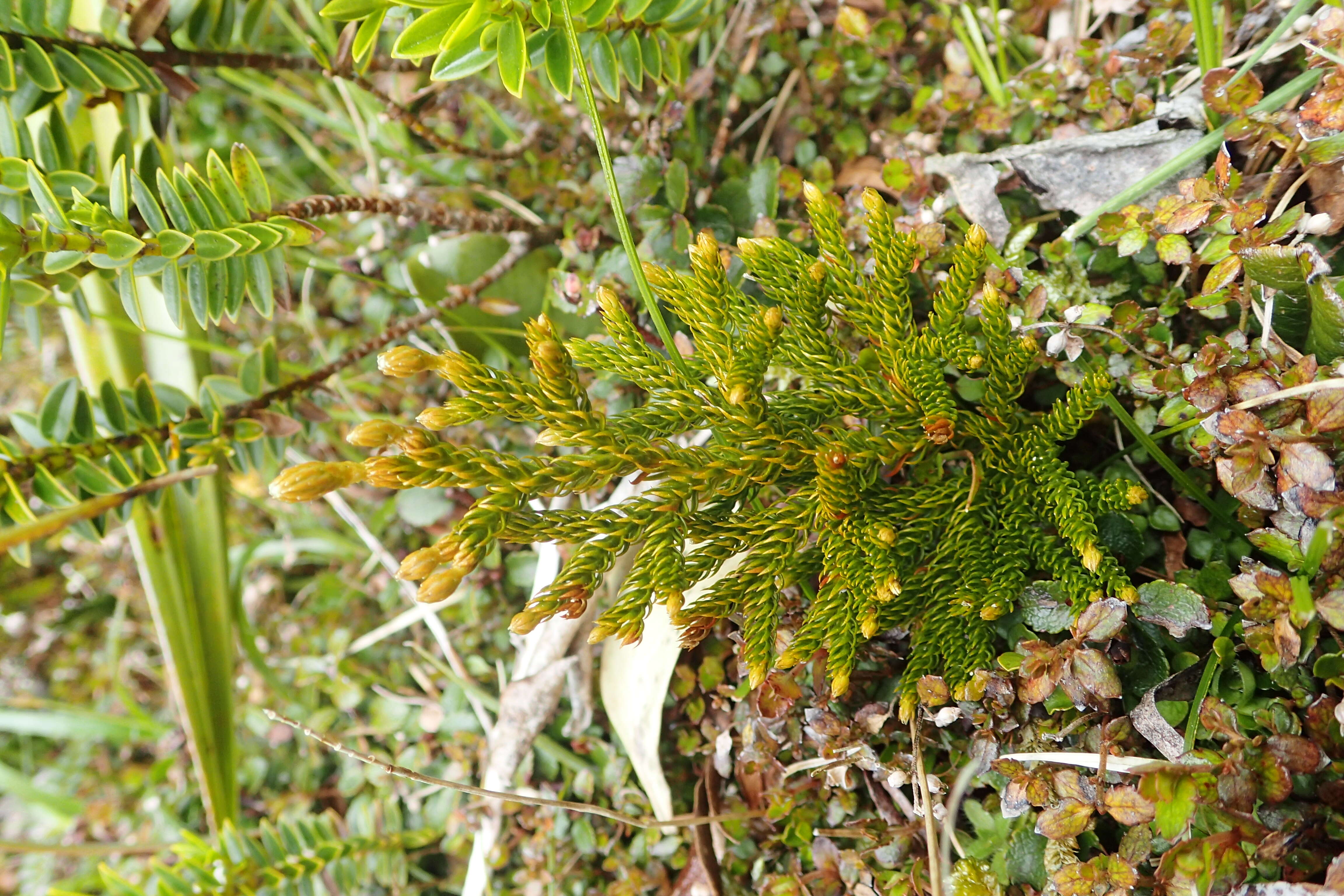 Image of Austrolycopodium fastigiatum (R. Br.) Holub