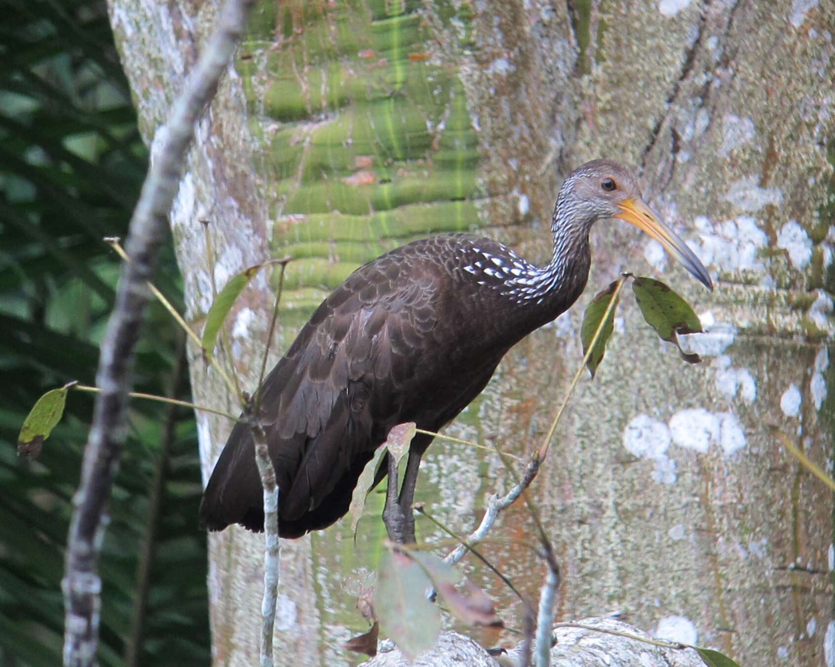 Image of limpkins