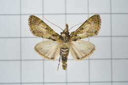 Image of Teliphasa nubilosa Moore