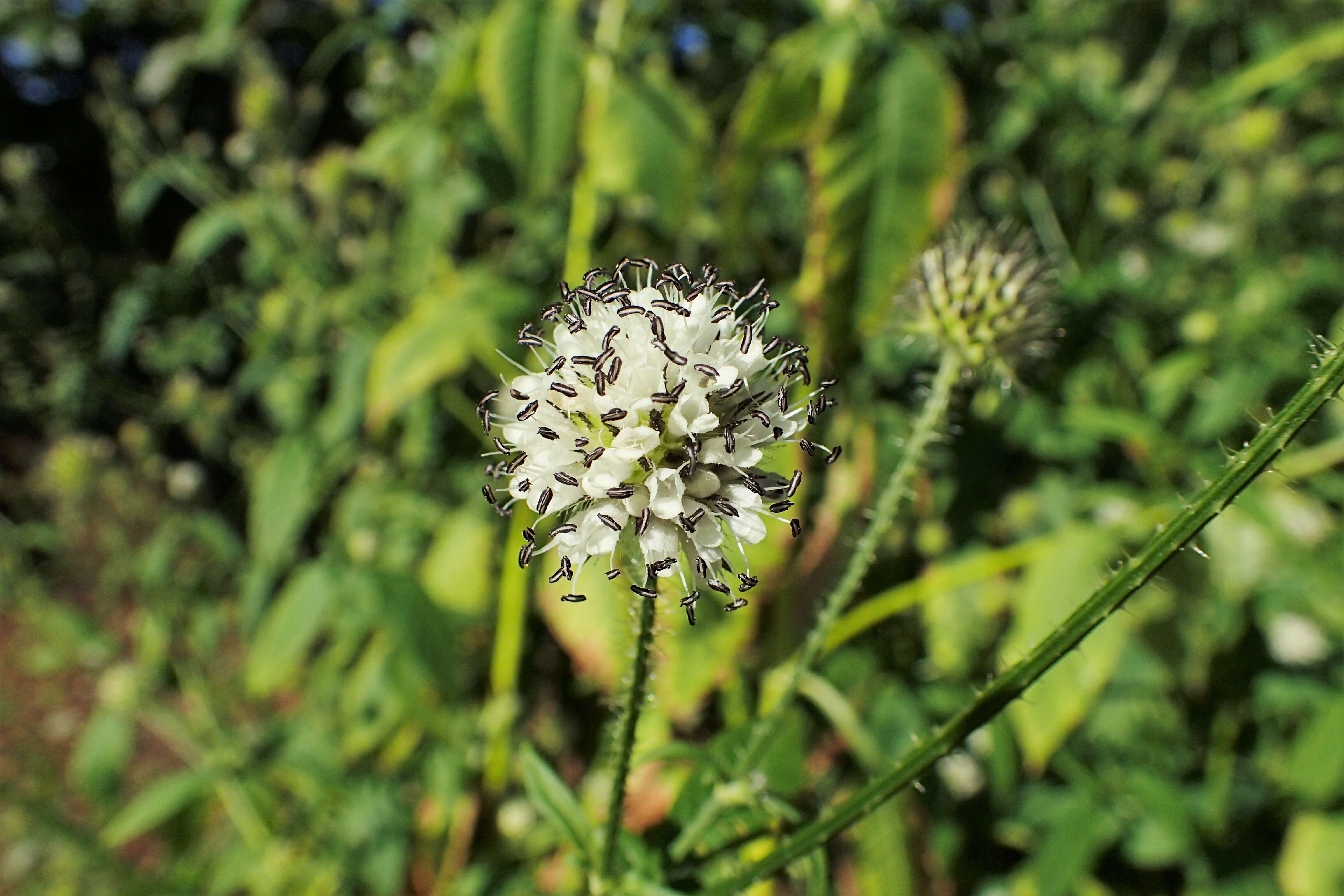 Image of small teasel