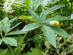 Image of Jack in the pulpit