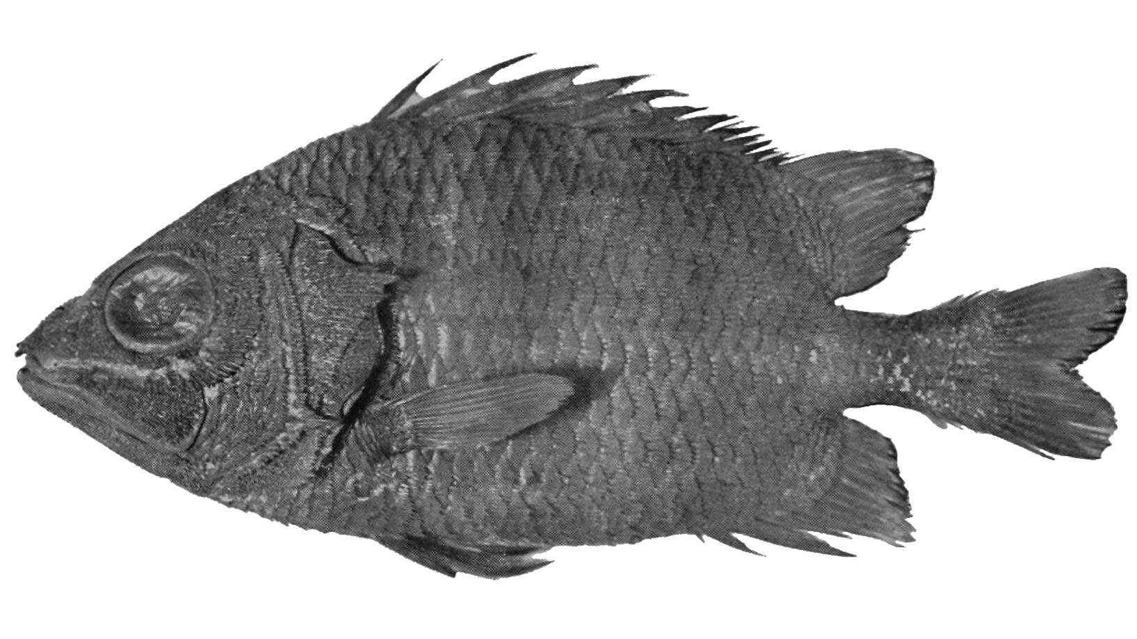 Image of Pristilepis