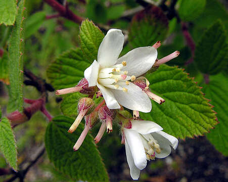 Image of fivepetal cliffbush