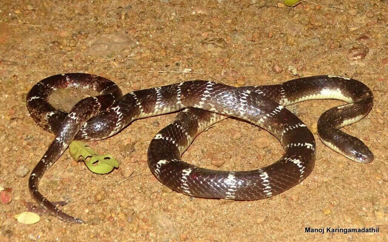 Image of Common Indian krait