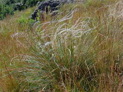 Image of European feather grass