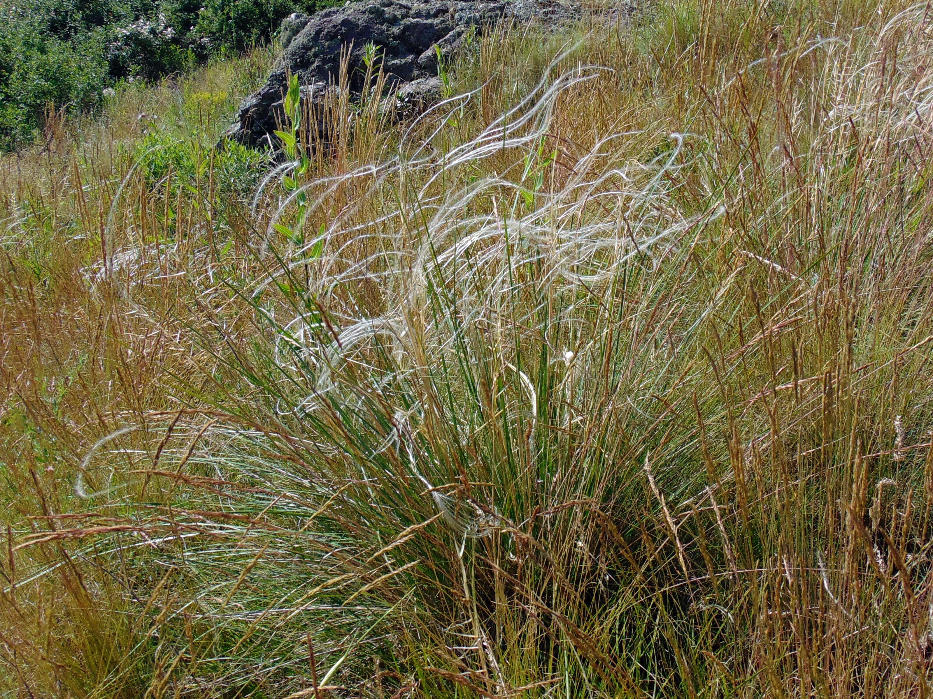 Image of European feather grass