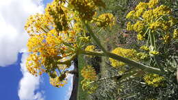 Image of Giant Fennel