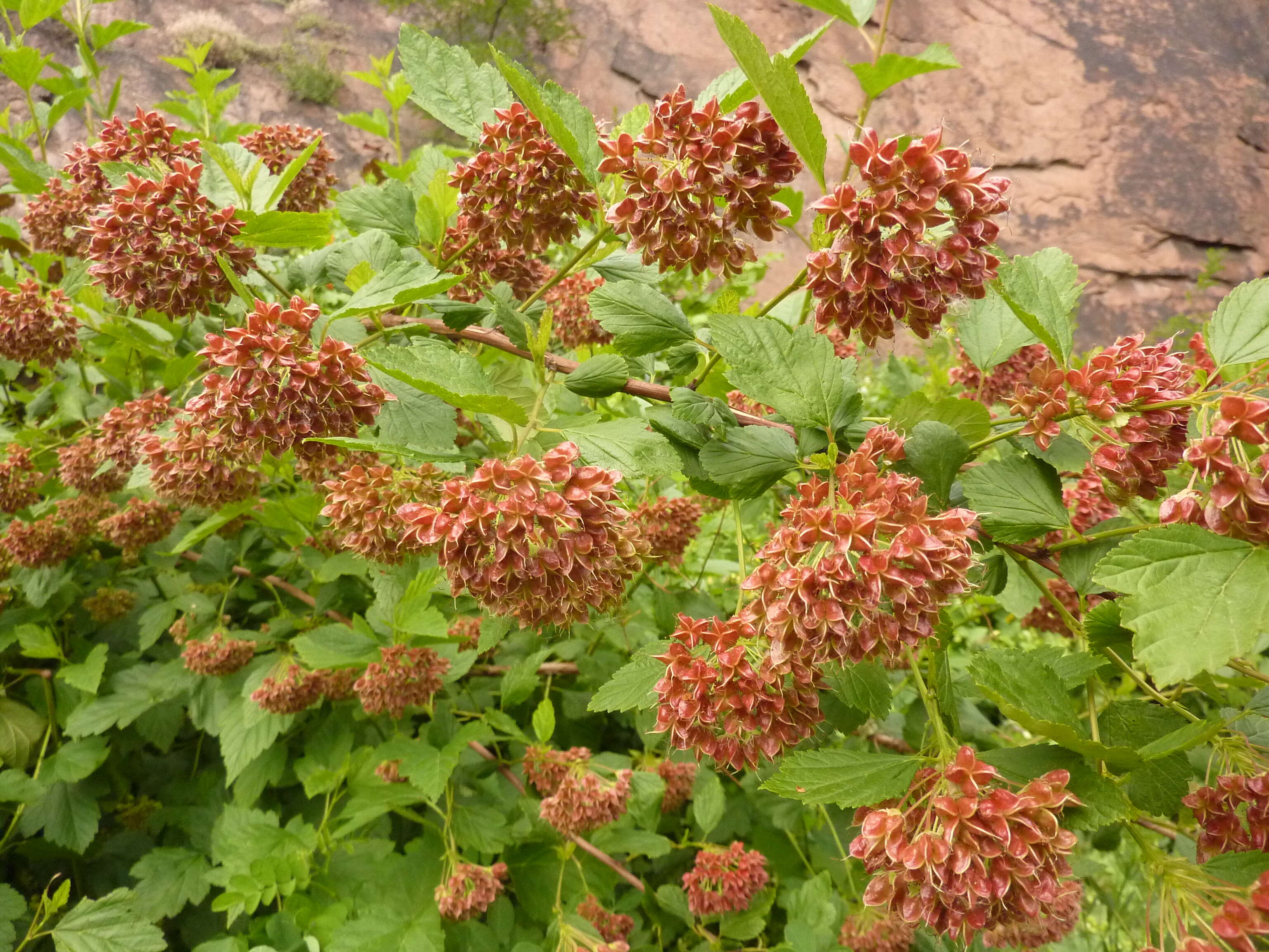 Physocarpus opulifolius (L.) Maxim. resmi