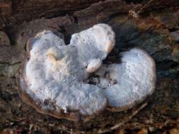 Image of Trametes gibbosa (Pers.) Fr. 1838