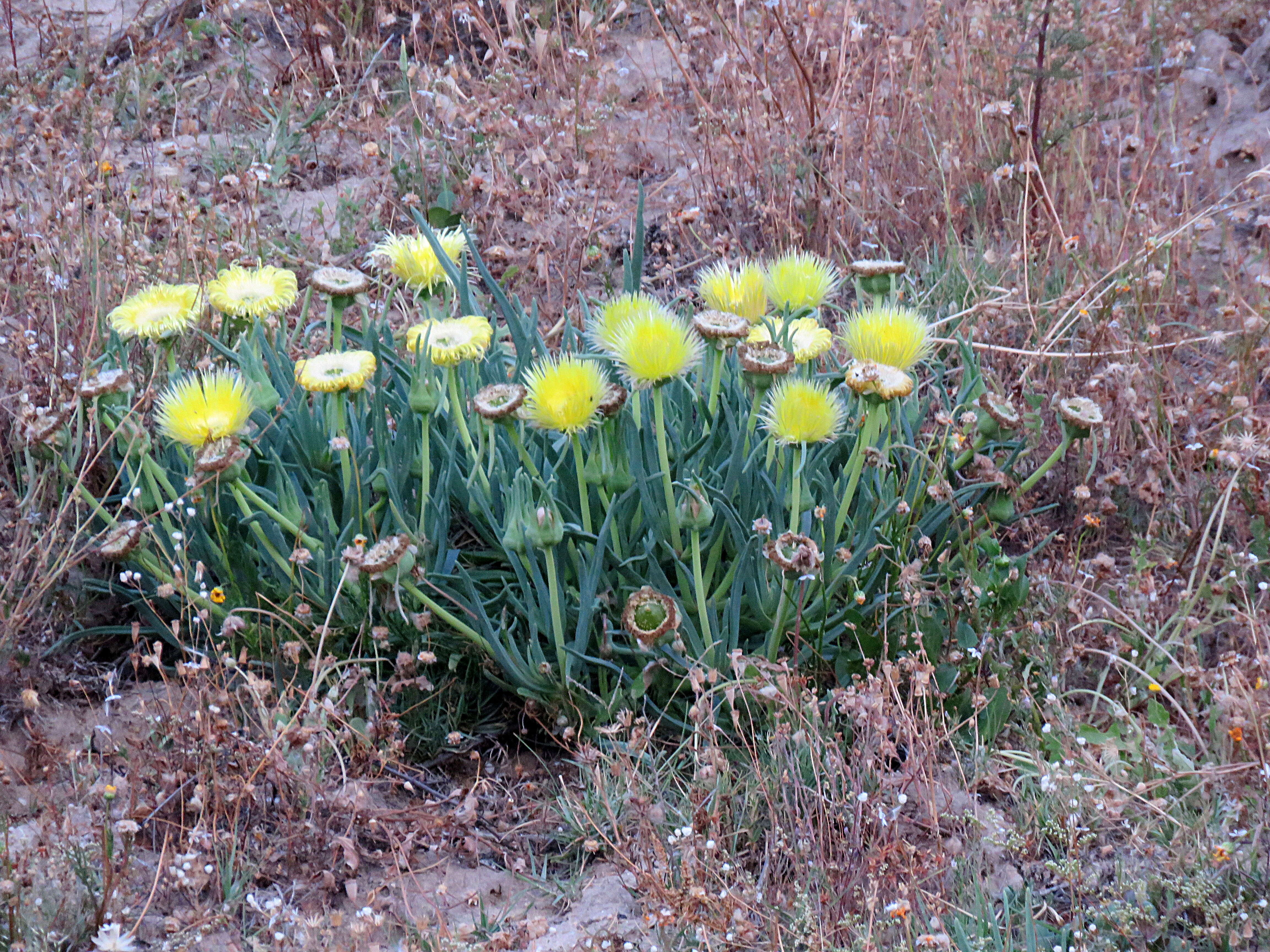 Imagem de Conicosia pugioniformis (L.) N. E. Br.