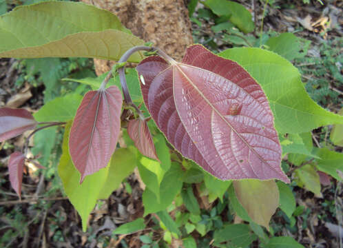 Image of Grewia tiliifolia Vahl