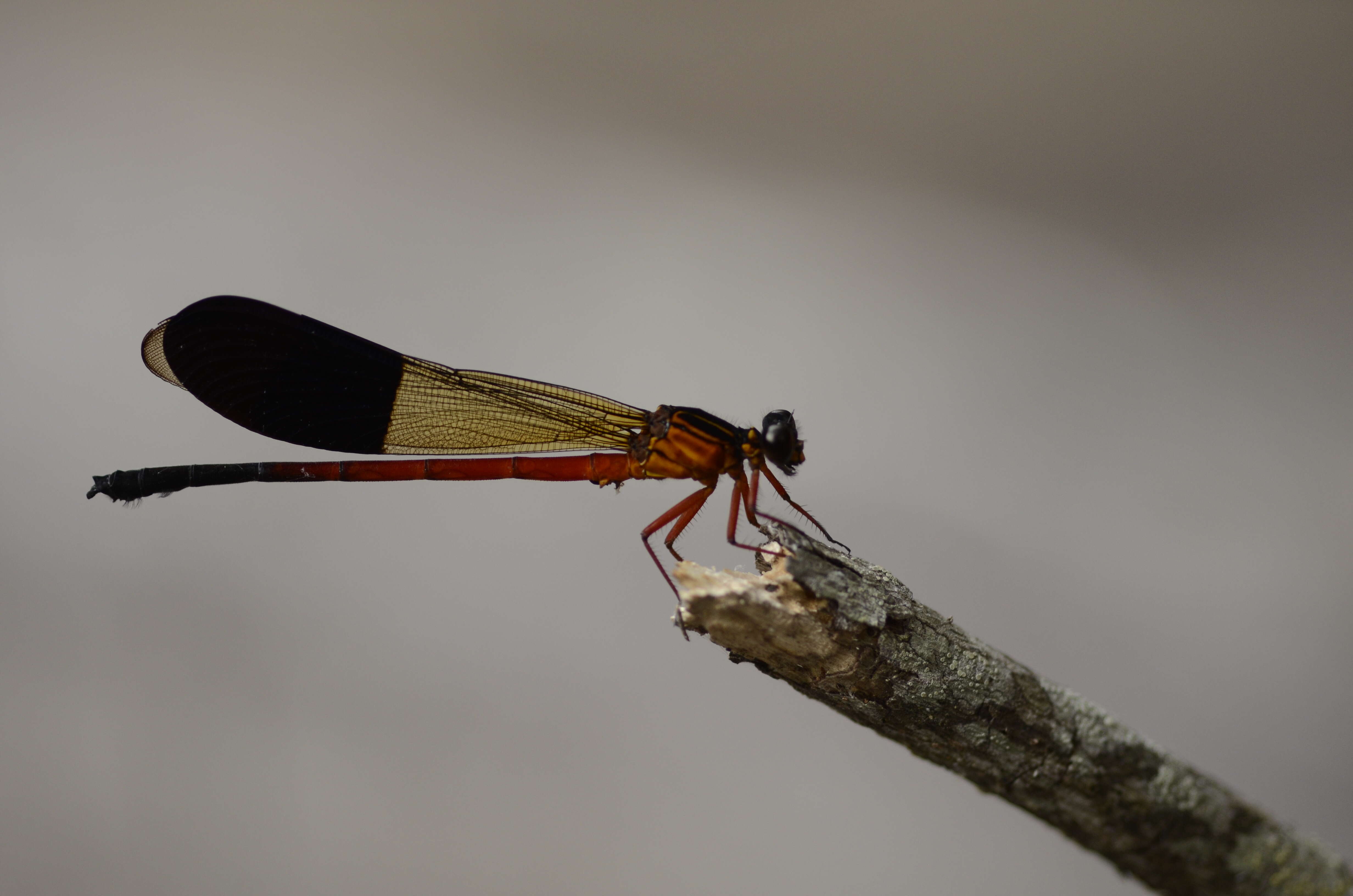 Image of Euphaea cardinalis (Fraser 1924)