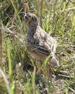 Image of Rufous-naped Lark