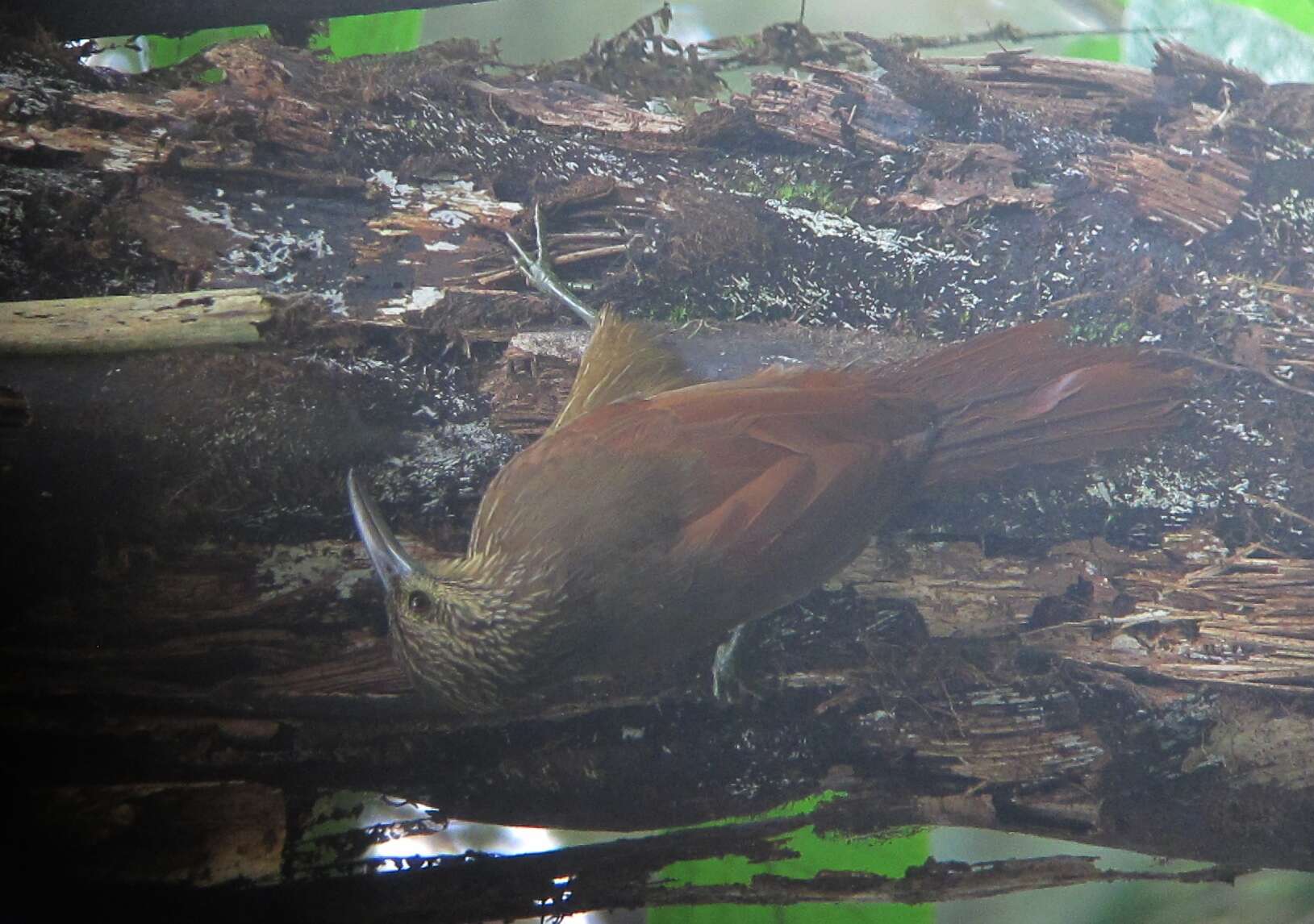 Image of Strong-billed Woodcreeper