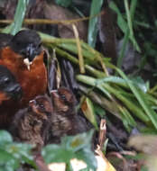 Imagem de Odontophorus erythrops Gould 1859