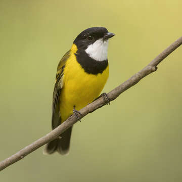 Image of Australian Golden Whistler