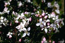 Image of Lemon Boronia