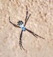 Image of Silver Argiope