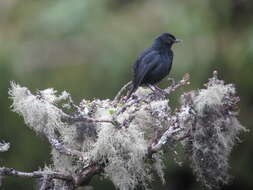 Image of Black Flower-piercer