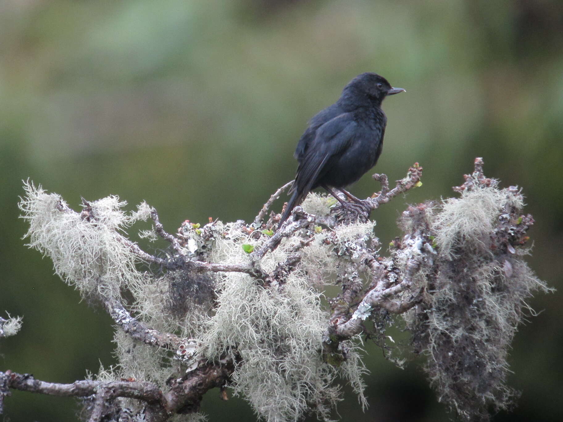 Image of Black Flower-piercer