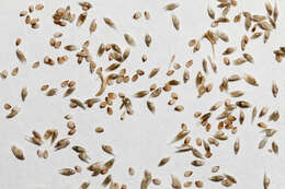 Image of mesa dropseed