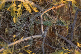 Image of Panhandle Prickly-pear