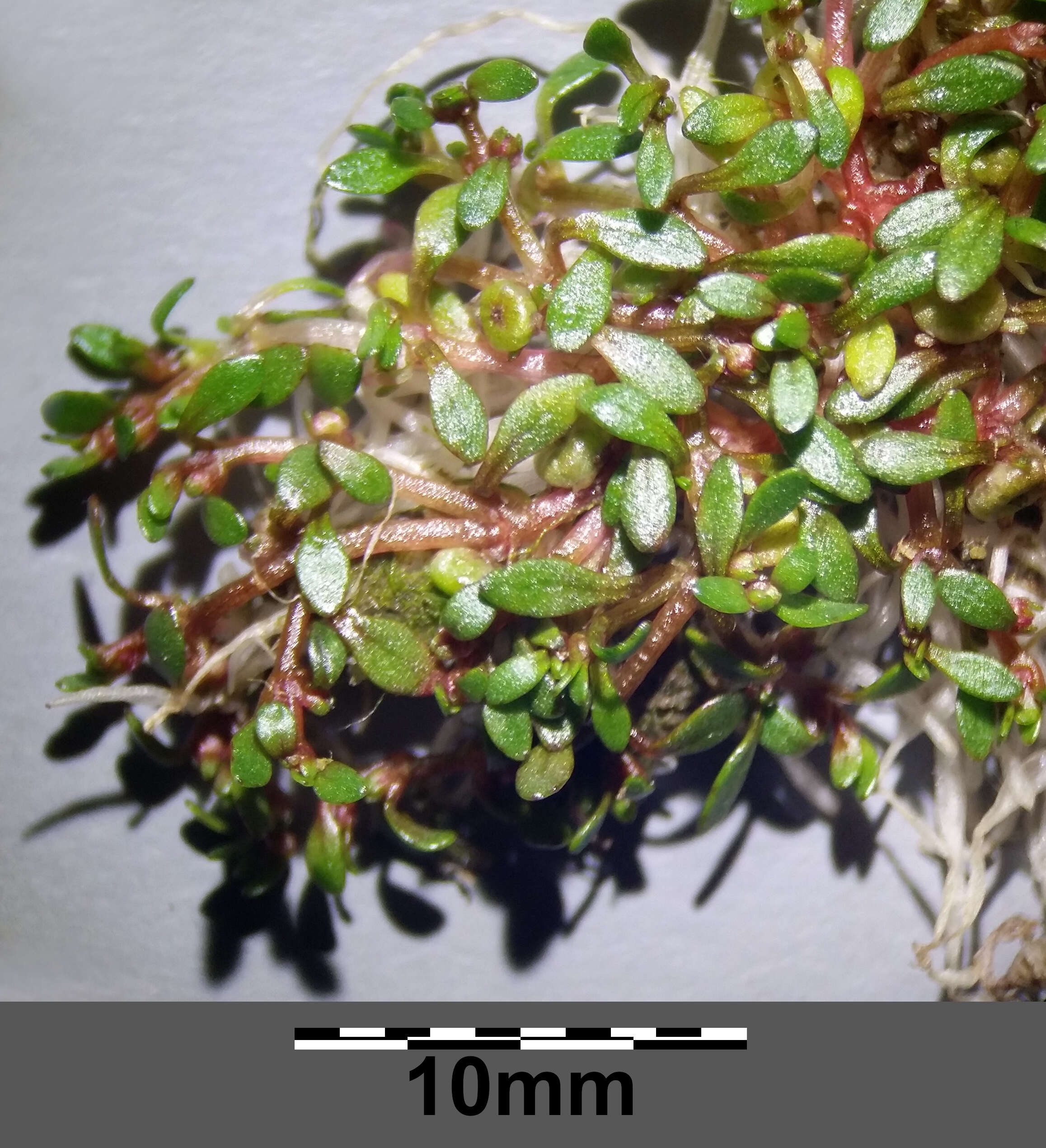 Image of eight-stamened waterwort