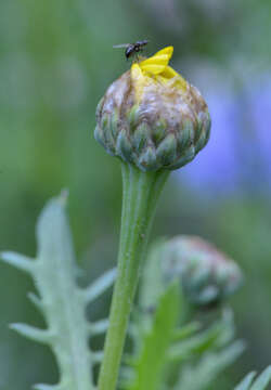 Image of corndaisy