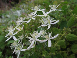 Imagem de Clematis terniflora DC.